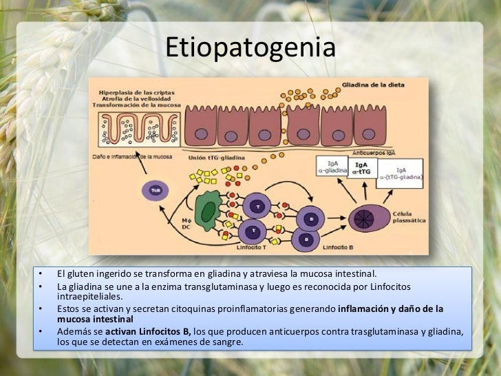 enfermedad celiaca pediatria